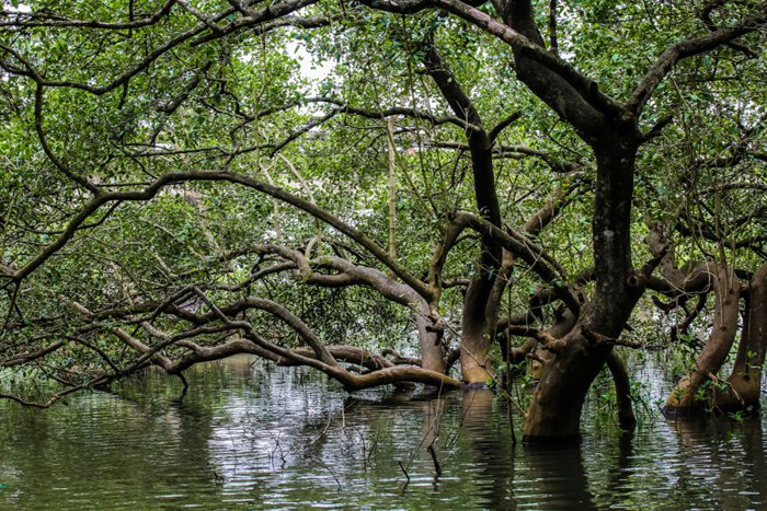 Hollywood Sign on The Hill